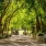 a path with trees and buildings on the side